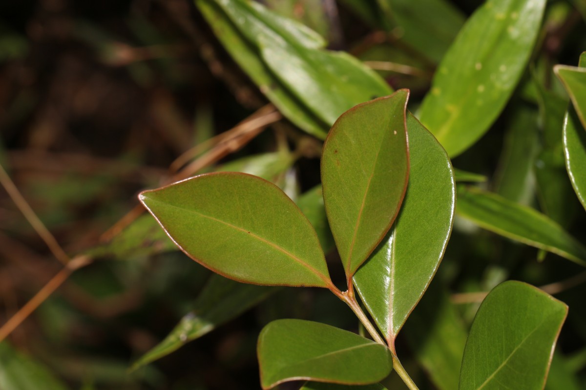 Psidium cattleyanum Sabine